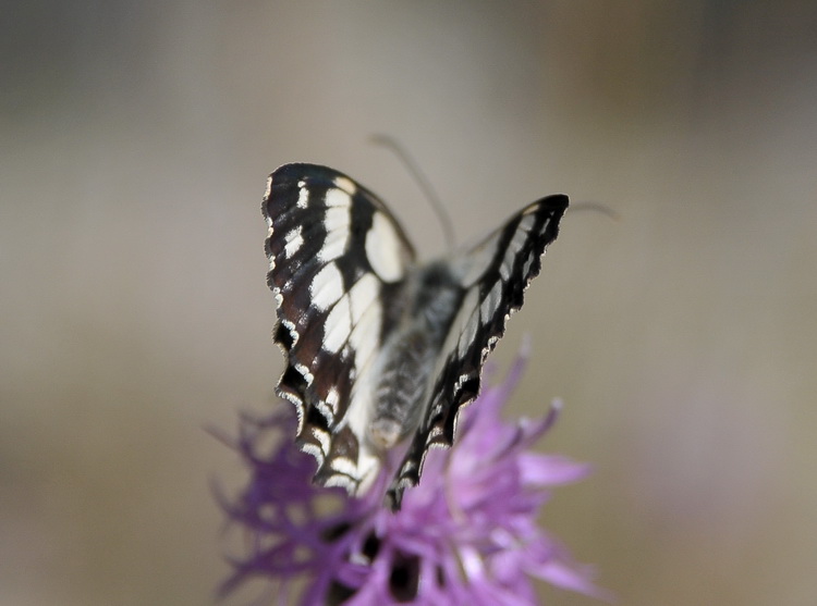 Melanargia galathea ? Si